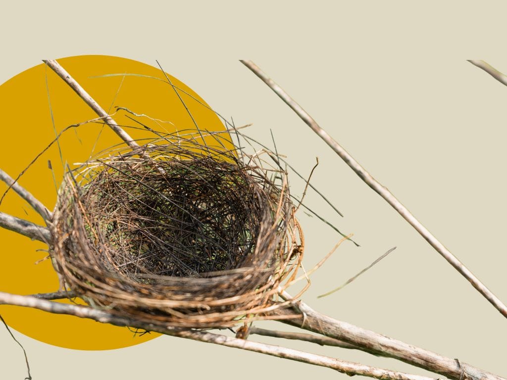 Leeres Vogelnest – Symbolbild für das Empty-Nest-Syndrom